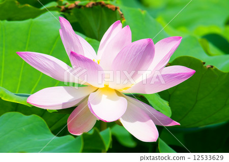 粉色荷花 12533629