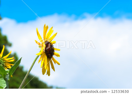 向日葵和夏天藍天 12533630
