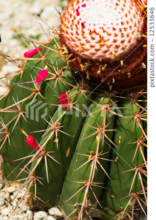 Meloactucus · Arnes tea, Clown cloud, Cactaceae, Brazil 12533646