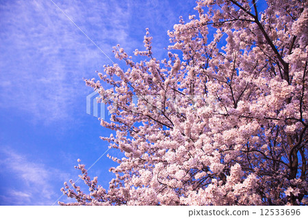 Sakura in full bloom 12533696