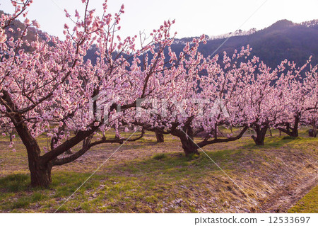 Shinshu forest's apricot field 12533697
