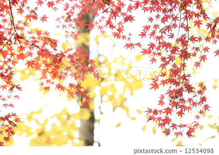 秋天的樹葉 12534098