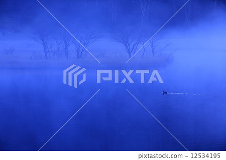 沼澤裹在晨霧中 12534195