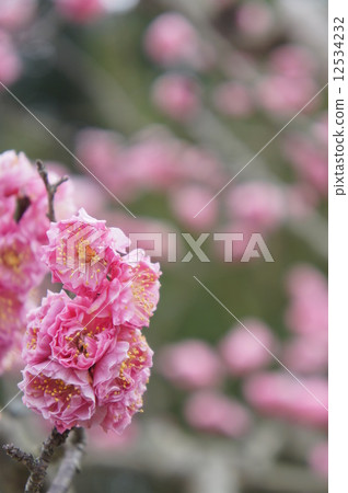 八重寒紅梅 12534232