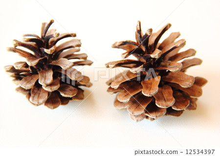 Matsubokuri 12534397