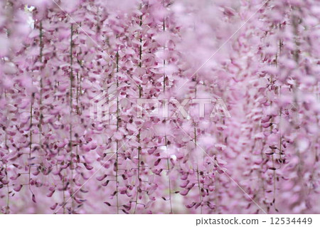 紫藤花 紫藤花 12534449