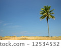 Coconut Tree on the Beach 12534532