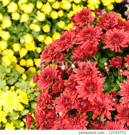 Chrysanthemums Chrysanthemums 12534752