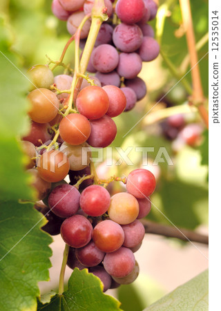 Grapes 12535014