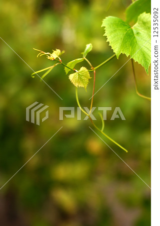 Grape twig Grape twig 12535092