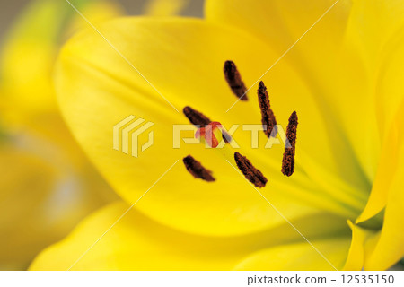 Yellow lily closeup Yellow lily closeup 12535150