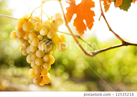 Grapes Grapes 12535218