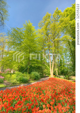 Tulips 12535222