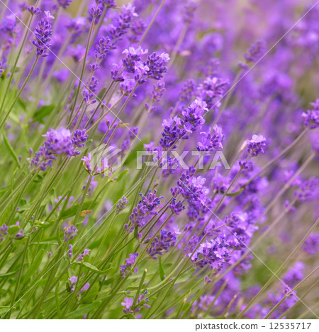 Lavender 12535717
