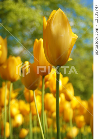 Tulips Tulips 12535747