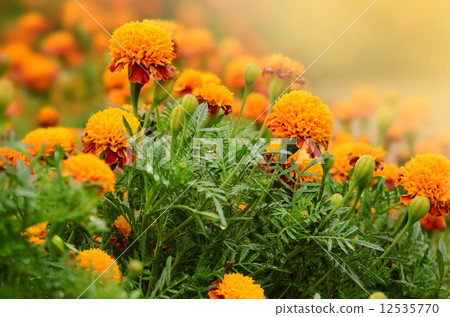 Tagetes Tagetes 12535770