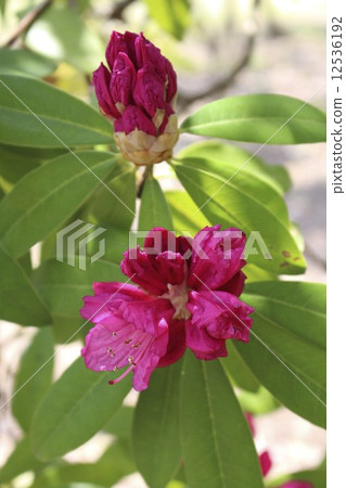 Kyoto's Flower Kyoto's Flower 12536192