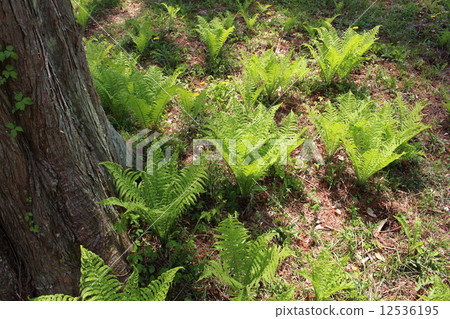 烏鴉的小組 12536195