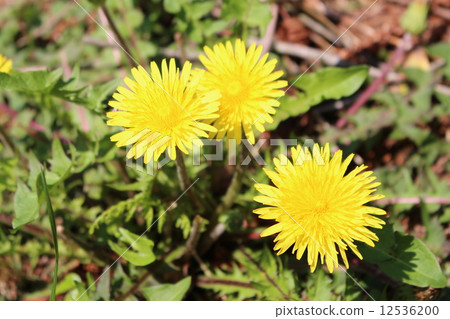 蒲公英 12536200