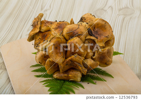 Armillaria Armillaria 12536793