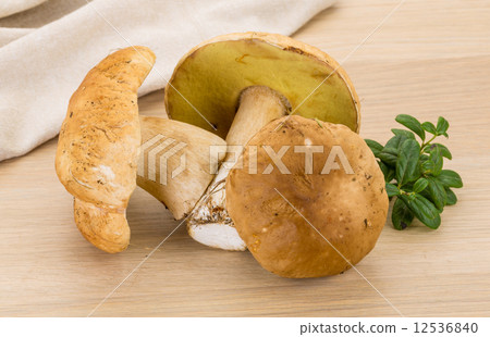 Boletus mushroom 12536840