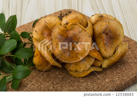 Armillaria Armillaria 12538083