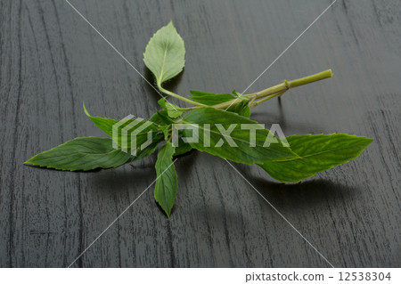 Bergamot leaves Bergamot leaves 12538304