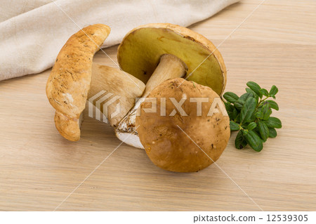 Boletus mushroom 12539305