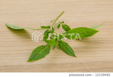 Bergamot leaves 12539485