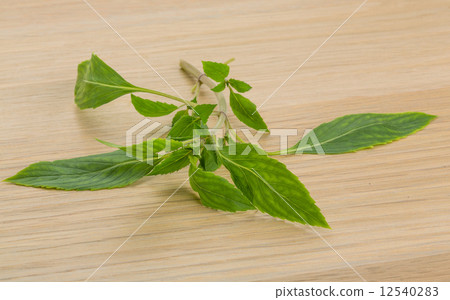 Bergamot leaves 12540283