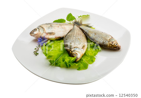 Crucian fish Crucian fish 12540350