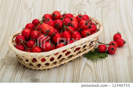 Hawthorn 12540733