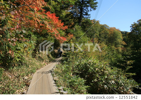Oze and Hatkyou Pass - A treewalk between the mountain's nose 12551842