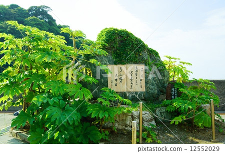 Frog statue: Mrs. Midoriwa Mie Prefecture A Stature of flog for the Wedded Rocks in Mie Prf. 12552029