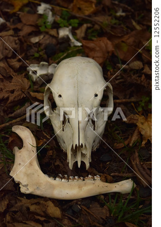 Deer bone 12552206