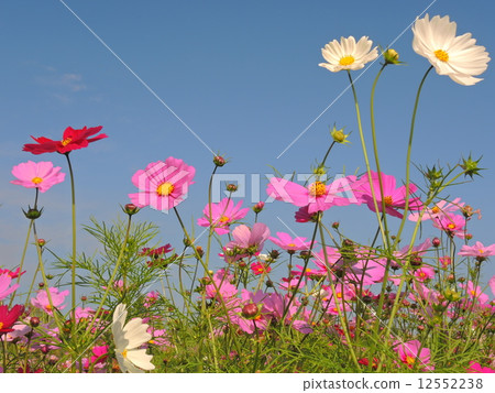 Fall cherry tree 12552238