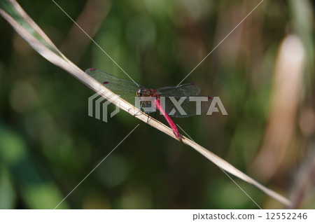 Red dragonfly 12552246