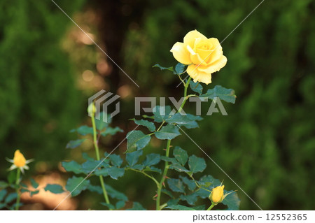 Rose flower gold bunny 12552365