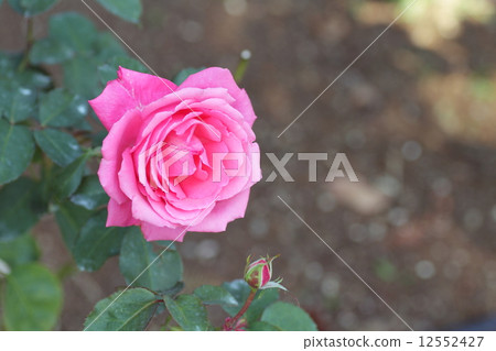 玫瑰鮮花皇家日落 玫瑰鮮花皇家日落 12552427