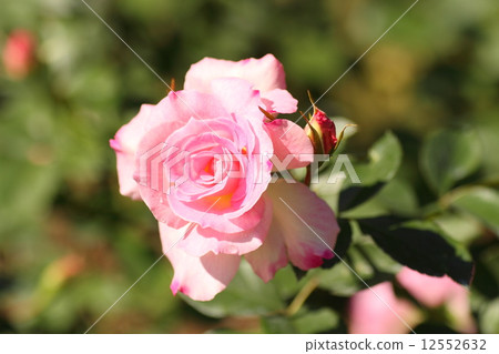 Roses flower Matilda Roses flower Matilda 12552632