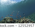 Small fish dancing in the sunshine 12552957