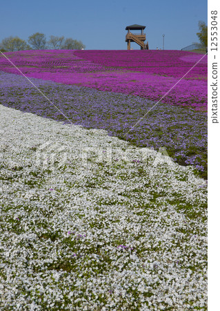 Shiba-ko Park 12553048