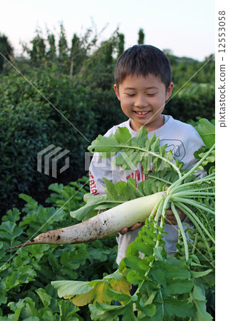 Elementary school boy who is happy to harvest radish 12553058