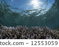 Colony of coral sunlight 12553059