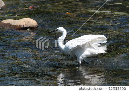 清流和Kosagi 清流和Kosagi 12553200