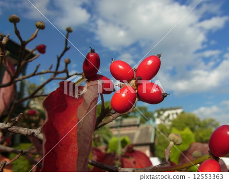Fruit of dogwood dyed red Fruit of dogwood dyed red 12553363