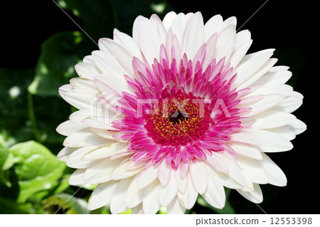 Up of vividly blooming Gerbera 12553398