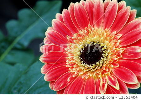 Up of vividly blooming Gerbera 12553404