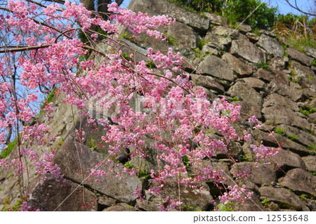 Cherry blossoms at Fukuoka castle 12553648