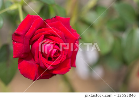 四季玫瑰（Helmut Cole Rose） 12553846